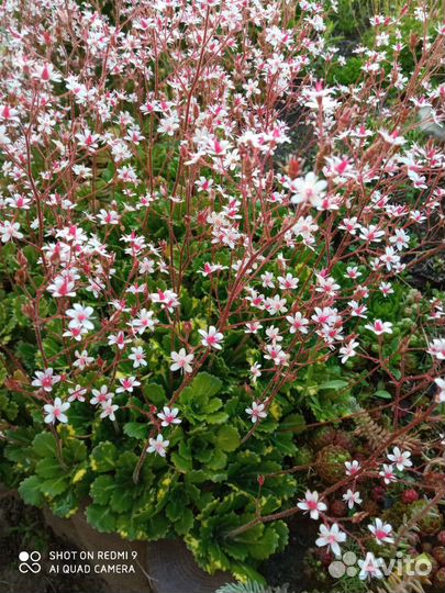 Многолетние растения