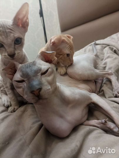 Донской сфинкс