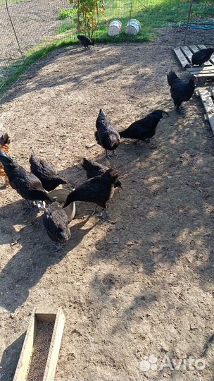 Куры и тетушки Джерсийский гигант и ухей илюй