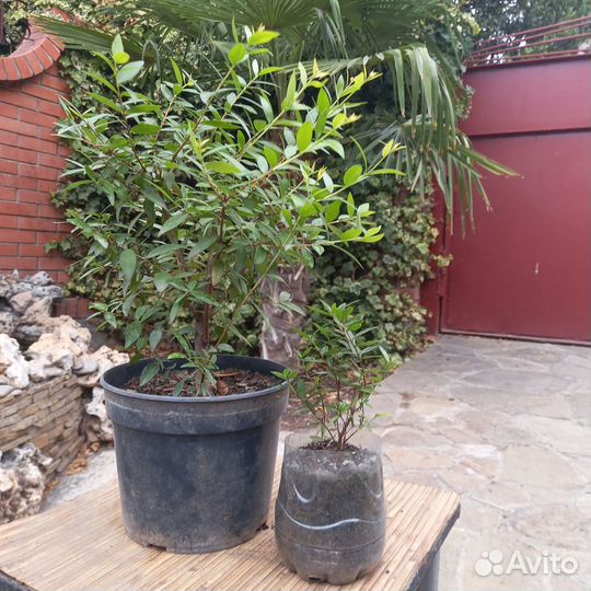 Мирт. Саженцы, листья, семена, ягоды