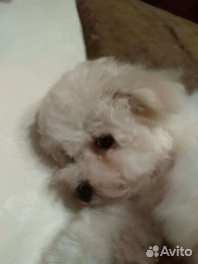 Щенки бишон фризе