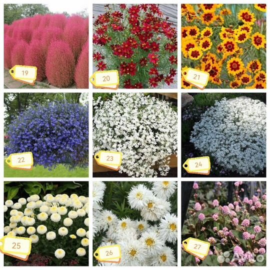 Семена цветов