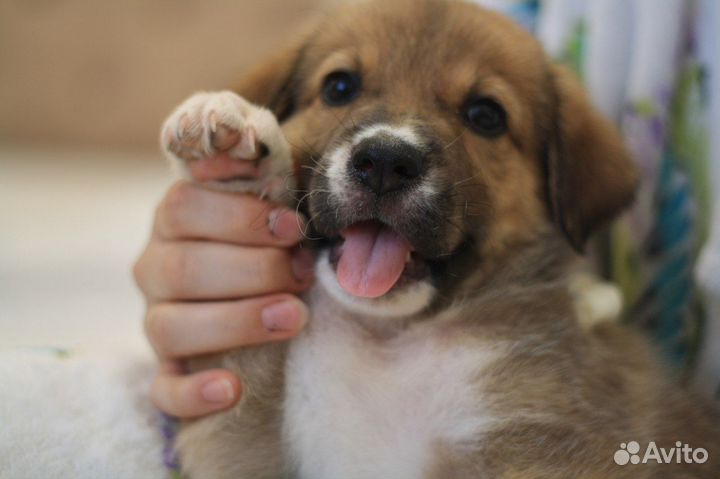 Щенки в добрые руки, Начали обучение