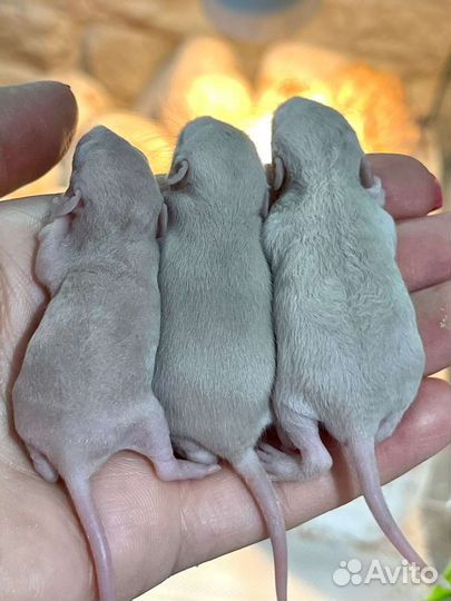 Крысята дамбо Рекс