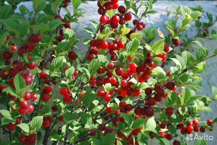 Саженцы войлочной вишни