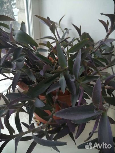 Традесканции 3 сорта