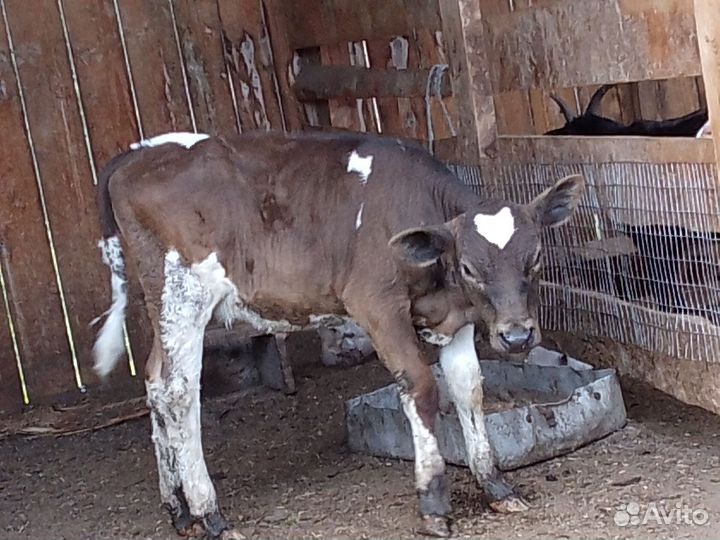 Продам телку