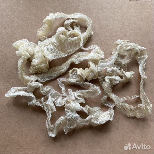 Змеиные выползки цельные