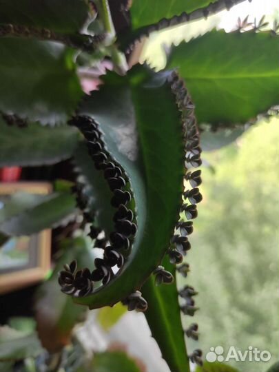 Каланхоэ лечебное, герань душистая, золотой ус