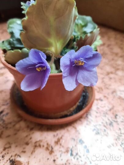 Фиалка сенполия