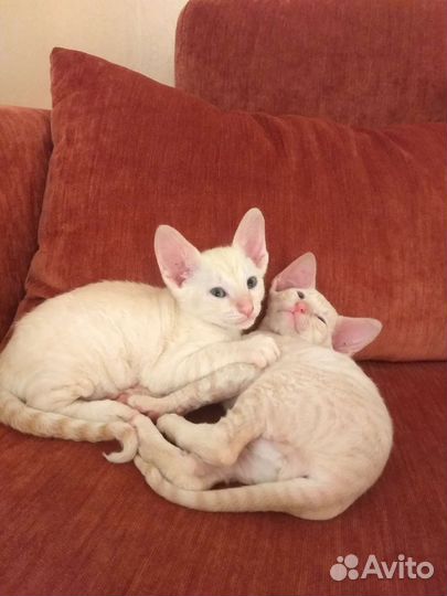 Котята корниш-рекс