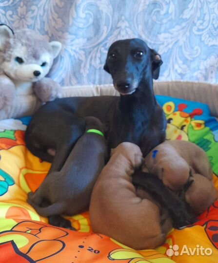 Щенки левретки