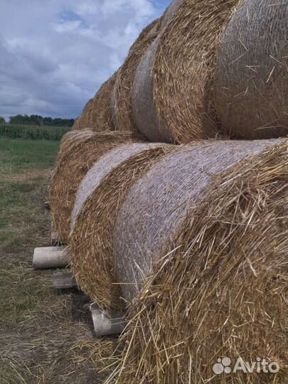 Солома пшеничная