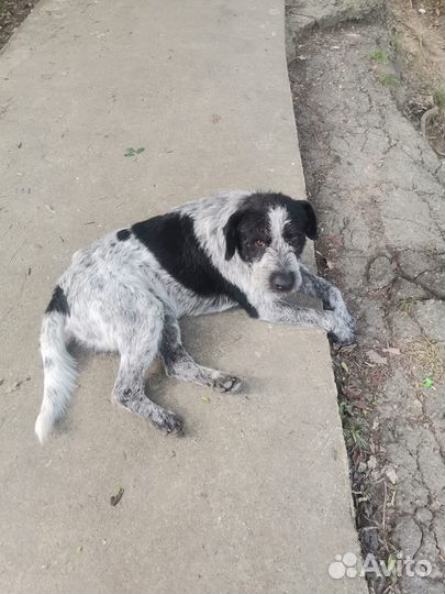 Курцхаар кобель