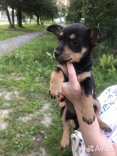 Щенки дворняжки в добрые руки