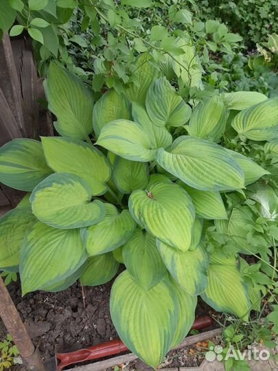 Хоста разная
