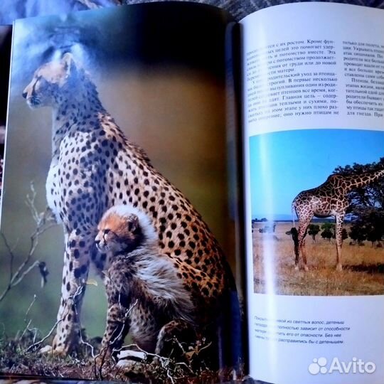 Мир животных, Серия книг.Белфаст