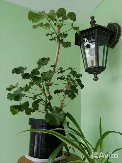 Комнатные цветы