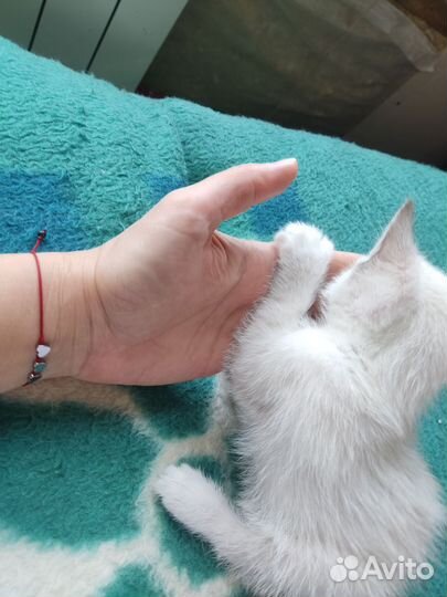 Котята 2 мальчика и девочка