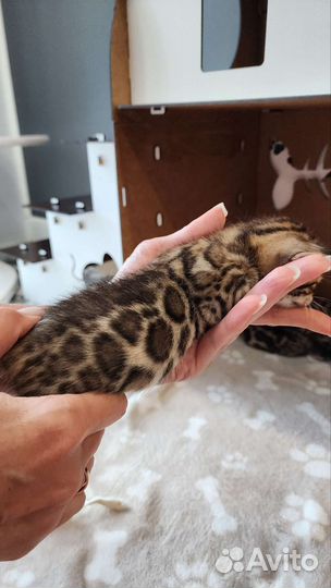 Бенгальские котята с документами