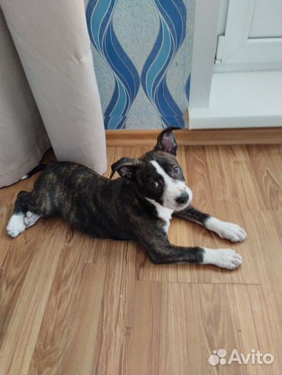 Стаффордширский терьер