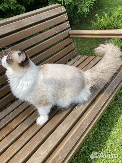 Кошки рэгдолл