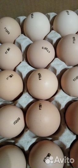 Инкубационное яйцо