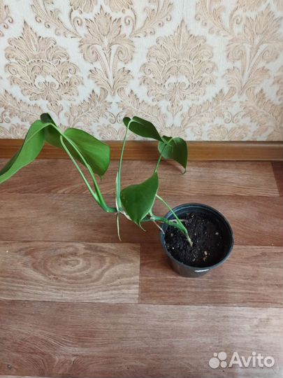 Монстера деликатесная, монстера манки