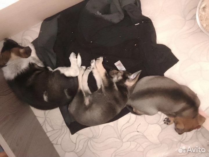 Собака в добрые руки щенок
