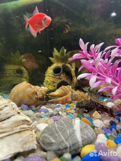 Сомы Анциструс