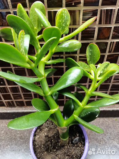 Денежное дерево (Толстянка)