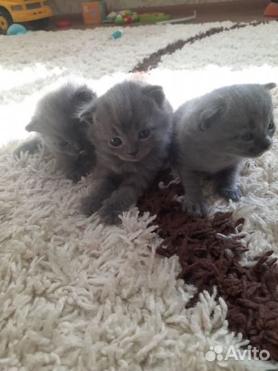 Кошки породистые
