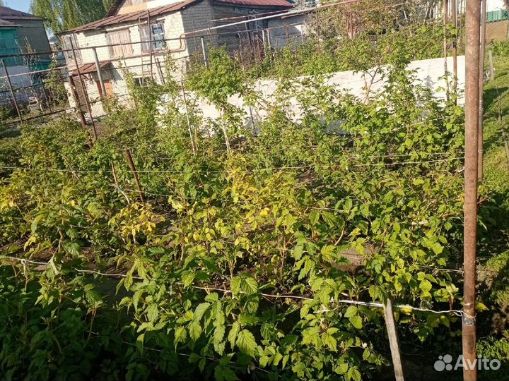 Саженцы малины мапема, полонез, энросадира