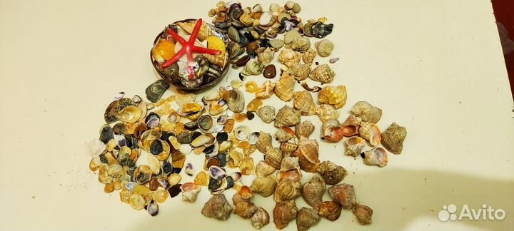 Ракушки для аквариума