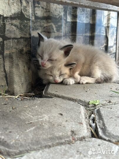 Котята в добрые руки