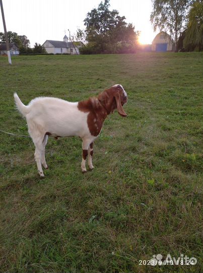 Козел на покрытие