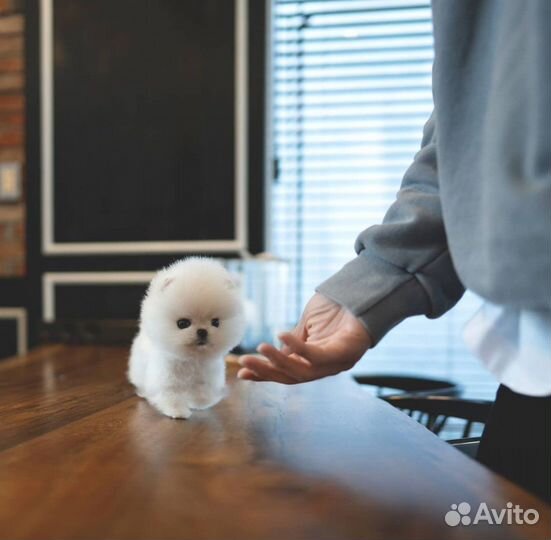 Самый маленький померанский шпиц микро