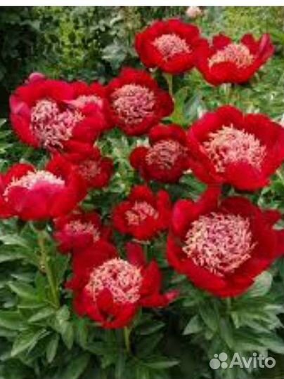Пионы саженцы