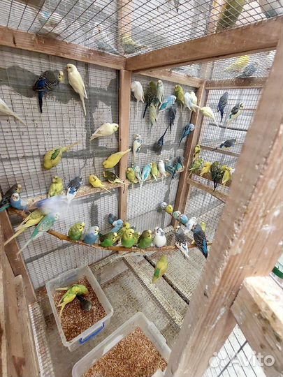 Волнистый попугай