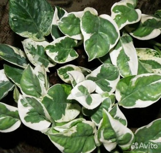 Комнатные растения цветы