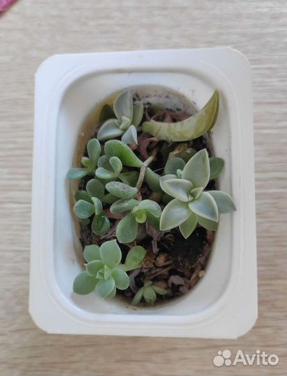 Суккуленты 3 вида, Обмен