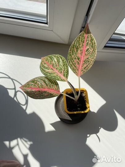 Аглаонема legacy