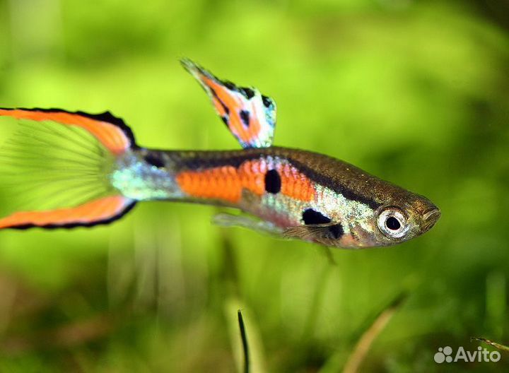 Рождественский мох, Гуппи Эндлера, валлиснерия