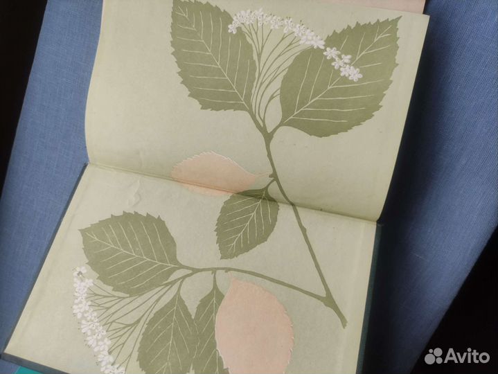 Атлас-определитель Рябина, 1978