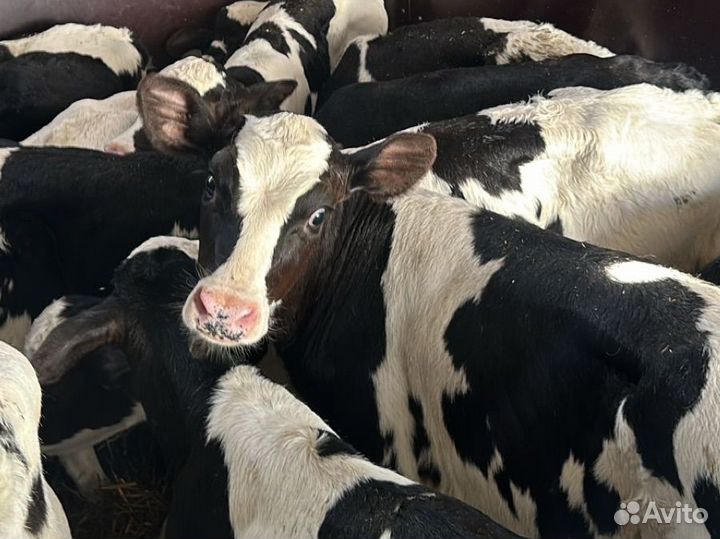 Телята бычки