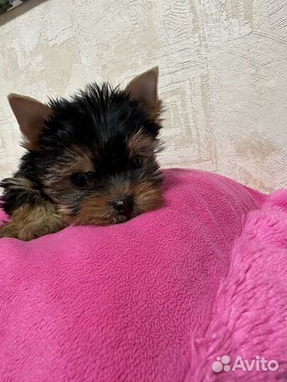 Йорки мини девочки и мальчики