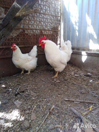 Цыплята мини мясные