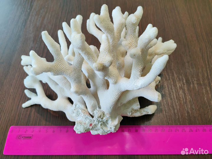 Коралл морской