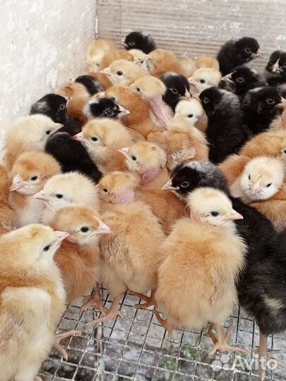 Цыплята бройлеры Росс 308