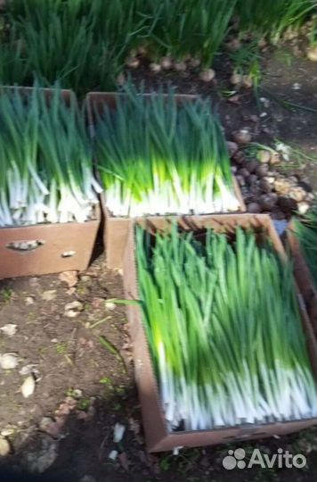 Лук зеленый LUK-9982